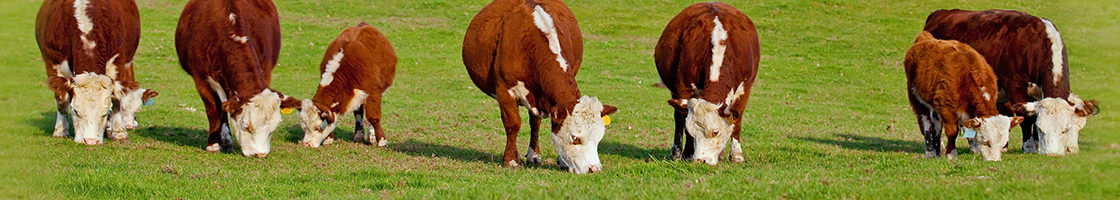 Banner Beef