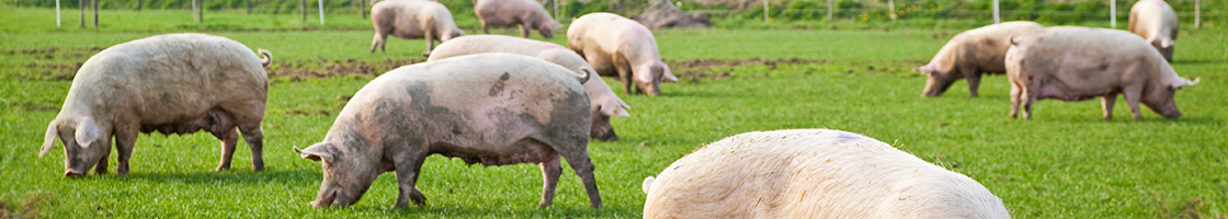 Banner Pork
